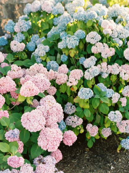 Hydrangeas.